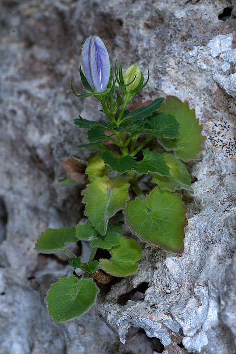 Campanula isophylla e C. fragilis subsp. cavolinii